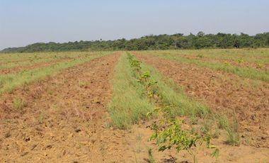 FINCA EN VENTA – CUMARIBO – VICHADA