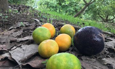 Venta terreno Guayllabamba 1.300m2 plano con aguacates