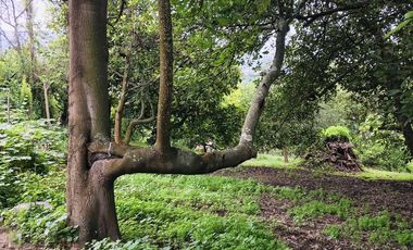 Venta terreno Guayllabamba 1.300m2 plano con aguacates