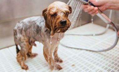 Departamento Venta Coyoacán Ciudad de México CDMX