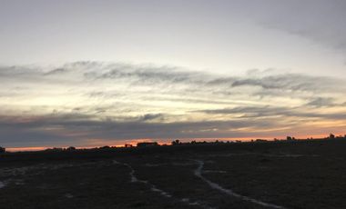 Chacra de 12 has en Pehuajó