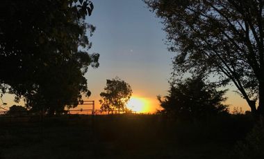 Chacra de 12 has en Pehuajó