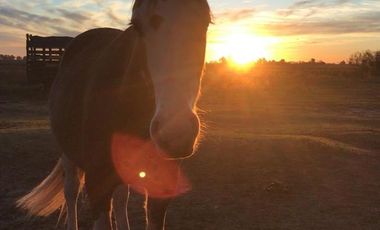 Chacra de 12 has en Pehuajó