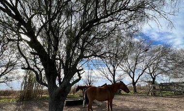 Chacra de 12 has en Pehuajó