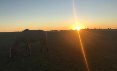 Chacra de 12 has en Pehuajó