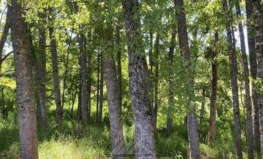 Agrícola en Venta en COD39344 Parcela 6 Vilcun