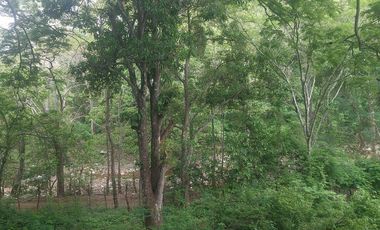 Rancho en Venta 150 hectáreas, Michoacan