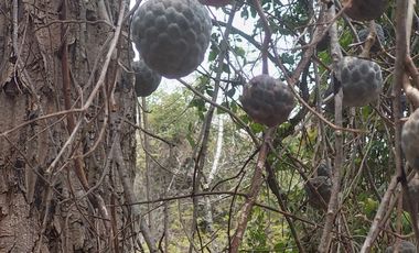 Rancho en Venta 150 hectáreas, Michoacan