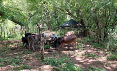 Rancho en Venta 150 hectáreas, Michoacan