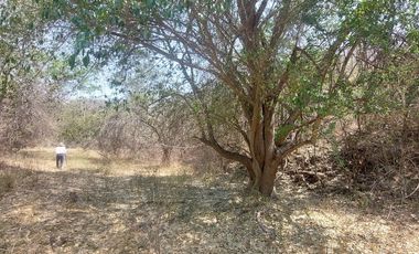 Rancho en Venta 150 hectáreas, Michoacan