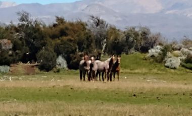 Campo en venta - 893 Hectáreas - Lago San Martín, Tres Lagos, Santa Cruz
