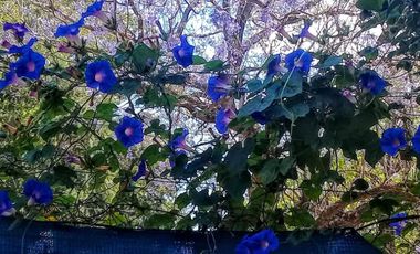 Casa en venta - 3 Dormitorios 3 Baños - Villa Constitución