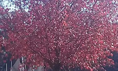 Casa en venta - 3 Dormitorios 3 Baños - Villa Constitución