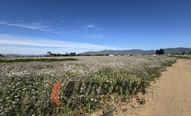 PARCELAS EN VENTA SECTOR PAN DE AZUCAR, COQUIMBO