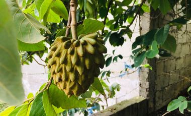 Venta casa y terreno en lindo sector de Guayllabamba