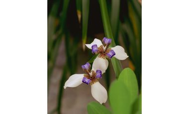 HABITACION VACACIONAL IDEAL PARA FAMILIAS, PISO 1, PEREIRA