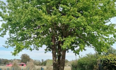 Quinta en venta - 2 Dormitorios 1 Baño - 3200Mts2 - Ignacio Correas Arana, La Plata