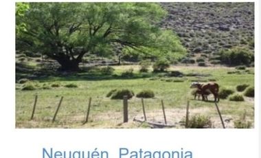 Estancia 22300 has. PIEDRA DEL AGUILA. Departamento de COLLON CURA. Provincia de Neuquén u$s 600 x Ha