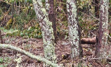 Linda parcela en Condominio «La Reserva de Frutillar»