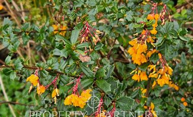 Linda parcela en Condominio «La Reserva de Frutillar»