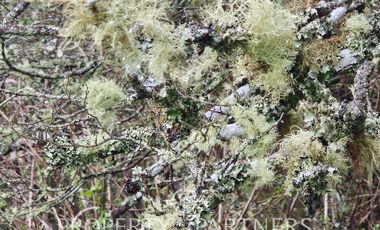 Linda parcela en Condominio «La Reserva de Frutillar»