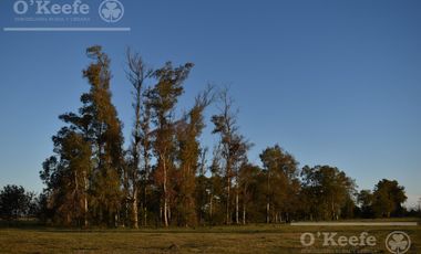 Chacra en venta 39 has Florencio Varela