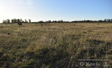 Chacra en venta 39 has Florencio Varela