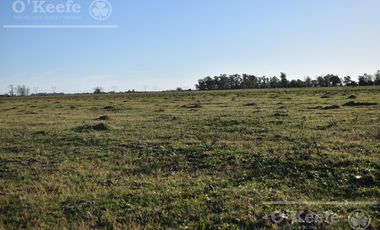 Chacra en venta 39 has Florencio Varela