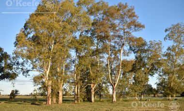 Chacra en venta 39 has Florencio Varela