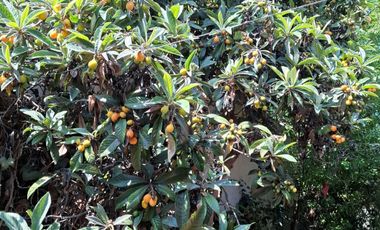 MBPROP, Vende Gran TERRENO CON CASA SALESIANOS, SAN MIGUEL