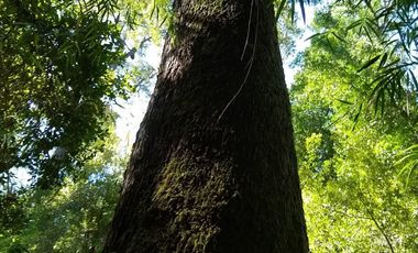 VENDE LINDO CAMPO PARA AGROTURISMO ACCESO RIO PERQUELAUQUEN