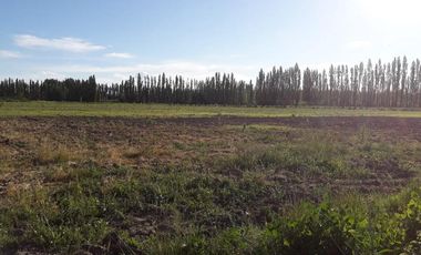 Chacra - Chichinales