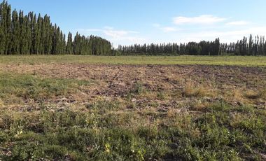 Chacra - Chichinales