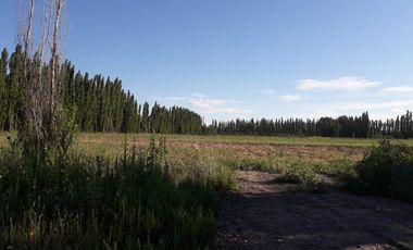 Chacra - Chichinales