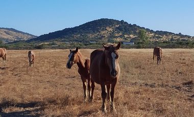 Lindo Campo Para Desarrollo Inmobiliario