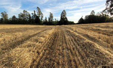 Lindas Parcelas De 5.000 En Sector Muy Tranquilo!