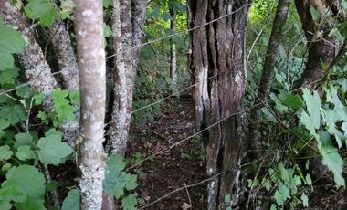 Lindas Parcelas De 5.000 En Sector Muy Tranquilo!