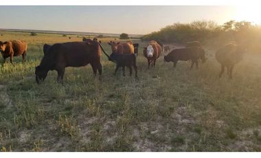 Campo en venta de 312 hectáreas, médanos