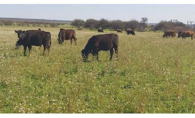 Campo en venta de 312 hectáreas, médanos