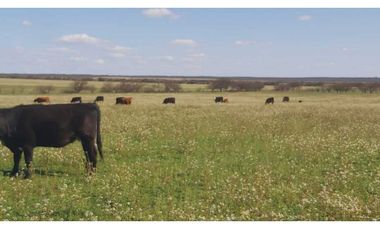 Campo en venta de 312 hectáreas, médanos