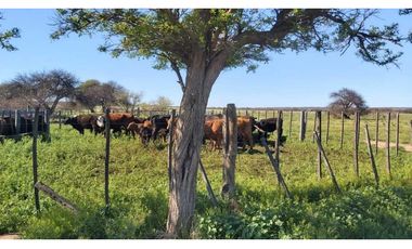 Campo en venta de 312 hectáreas, médanos