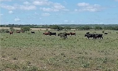 Campo en venta de 312 hectáreas, médanos