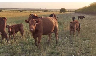 Campo en venta de 312 hectáreas, médanos