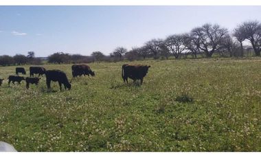 Campo en venta de 312 hectáreas, médanos