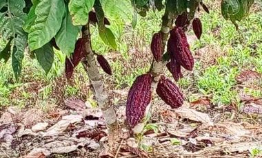 Hacienda Cacaotera 240 hectáreas sector Los Ríos