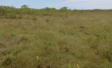 Hacienda Cacaotera 240 hectáreas sector Los Ríos