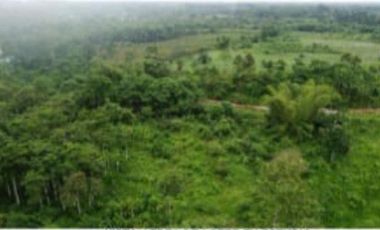 Hacienda Cacaotera 240 hectáreas sector Los Ríos