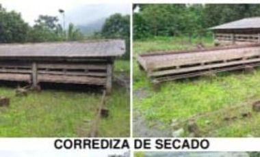 Hacienda Cacaotera 240 hectáreas sector Los Ríos