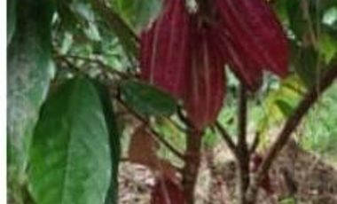 Hacienda Cacaotera 240 hectáreas sector Los Ríos