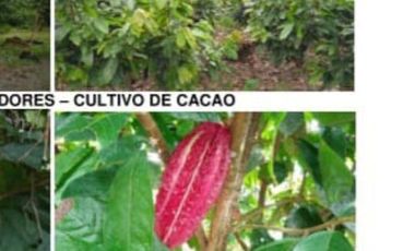 Hacienda Cacaotera 240 hectáreas sector Los Ríos